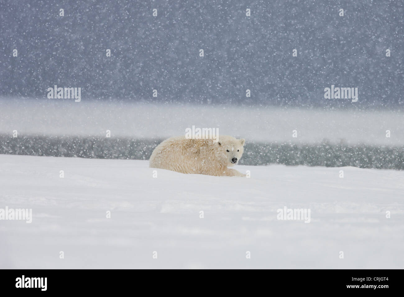 Un yearling polar bear cub getta nella neve durante una tempesta di neve, il Beaufort Sea costa, in ANWR, del Nord Alaska. Foto Stock