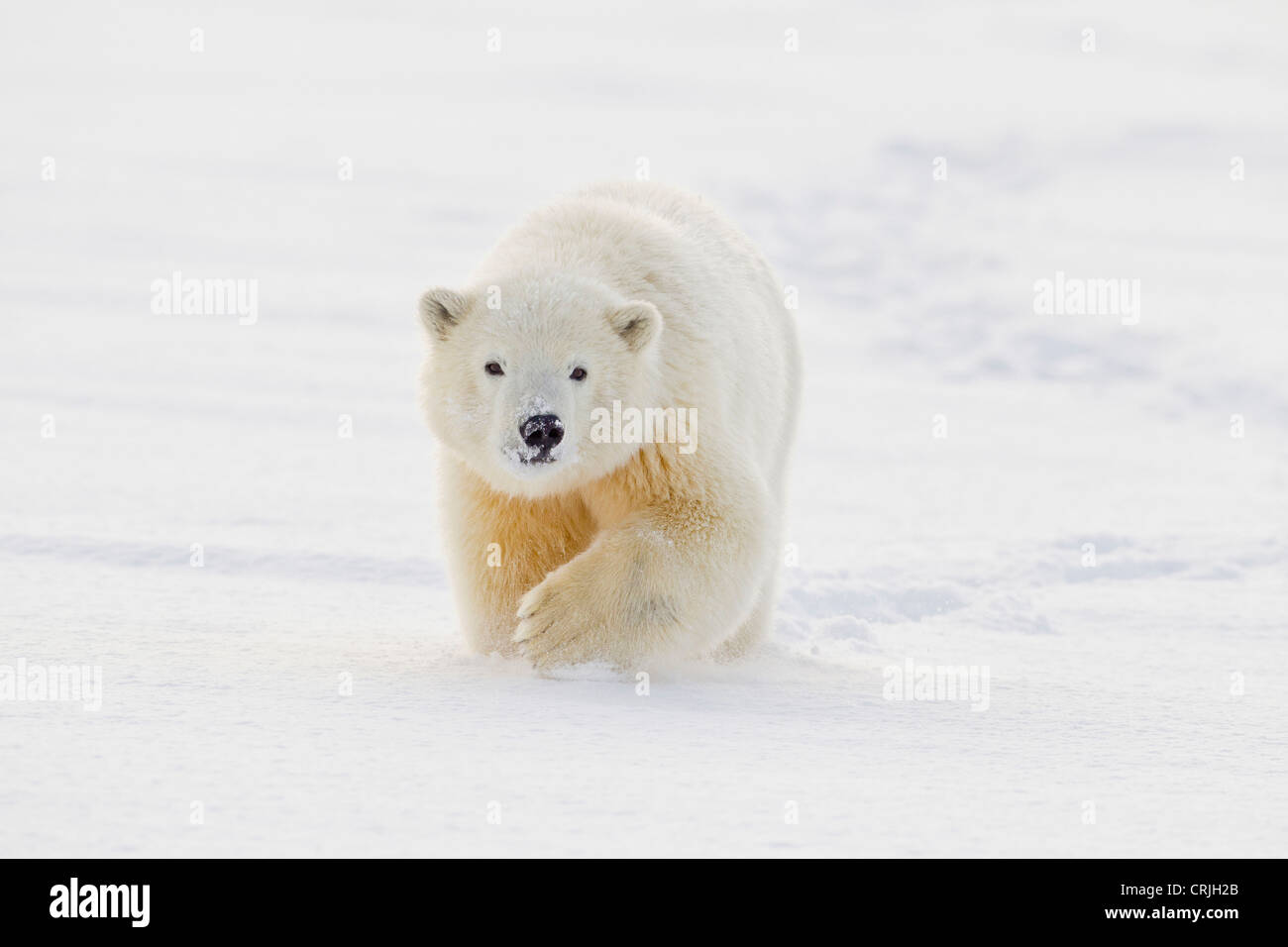 Un yearling polar bear cub gioca nella neve sul bordo del Beaufort Sea, in ANWR, del Nord Alaska. Foto Stock