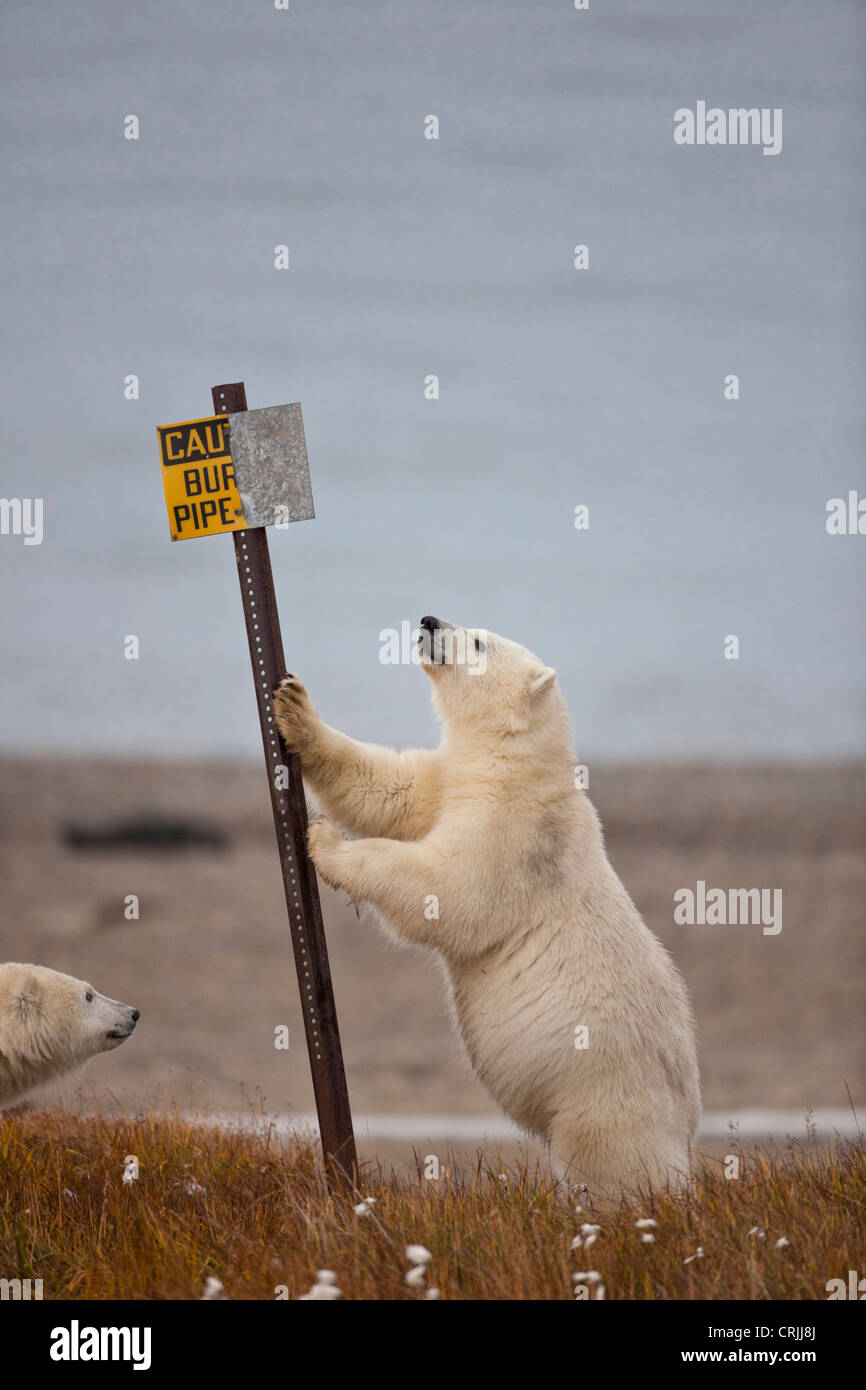 Arctic National Wildlife Refuge (ANWR), Beaufort Sea, Alaska, un orso polare si appoggia sul segno per tubazione interrata. Foto Stock