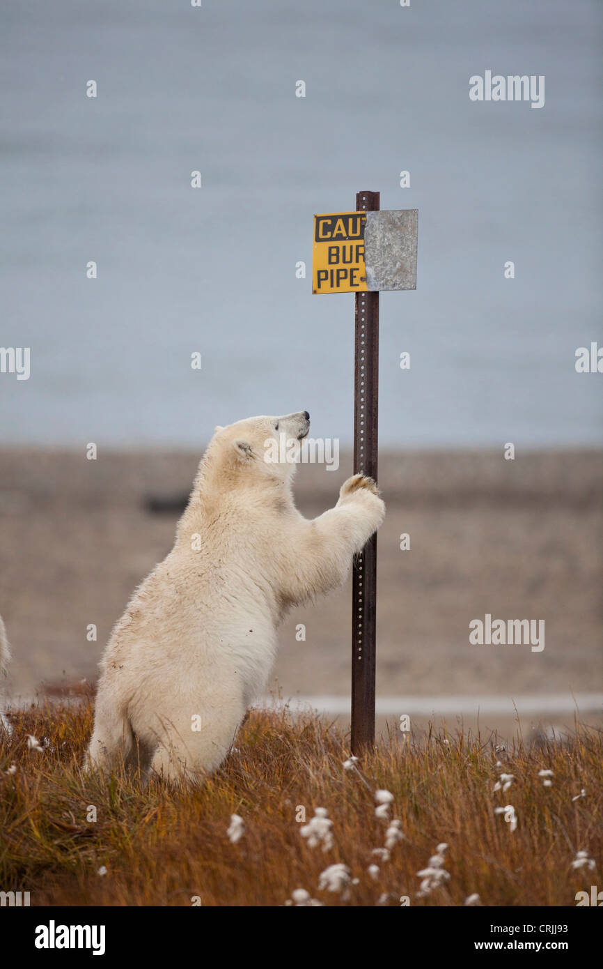 Arctic National Wildlife Refuge (ANWR), Beaufort Sea, Alaska, un orso polare si appoggia sul segno per tubazione interrata. Foto Stock