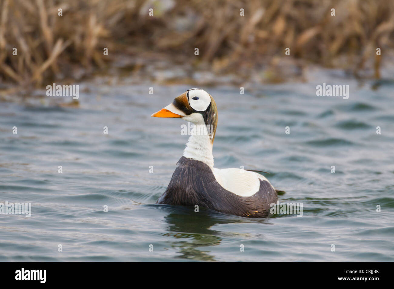 Arctic National Wildlife Refuge (ANWR), Alaska, un maschio spectacled eider pattuglie un laghetto tundra Foto Stock