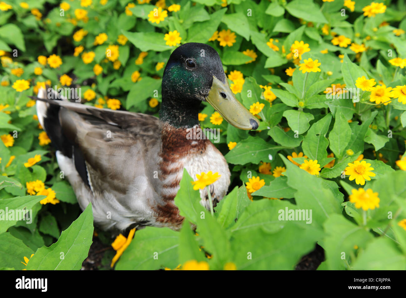 Maschio di Mallard duck nel campo dei fiori di colore giallo Foto Stock