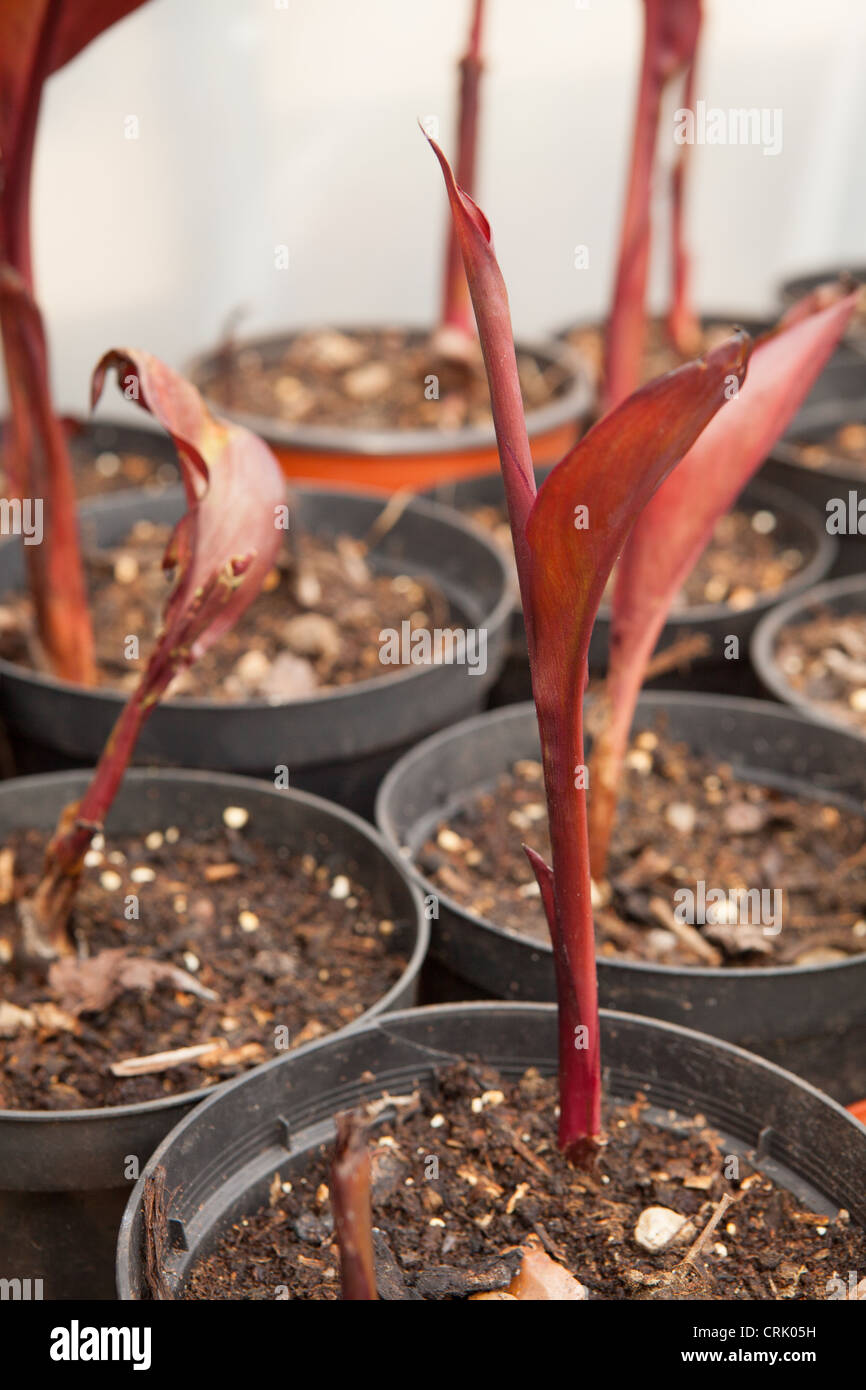 Canna Durban cresce dal seme in piccoli vasetti di plastica in una serra Foto Stock