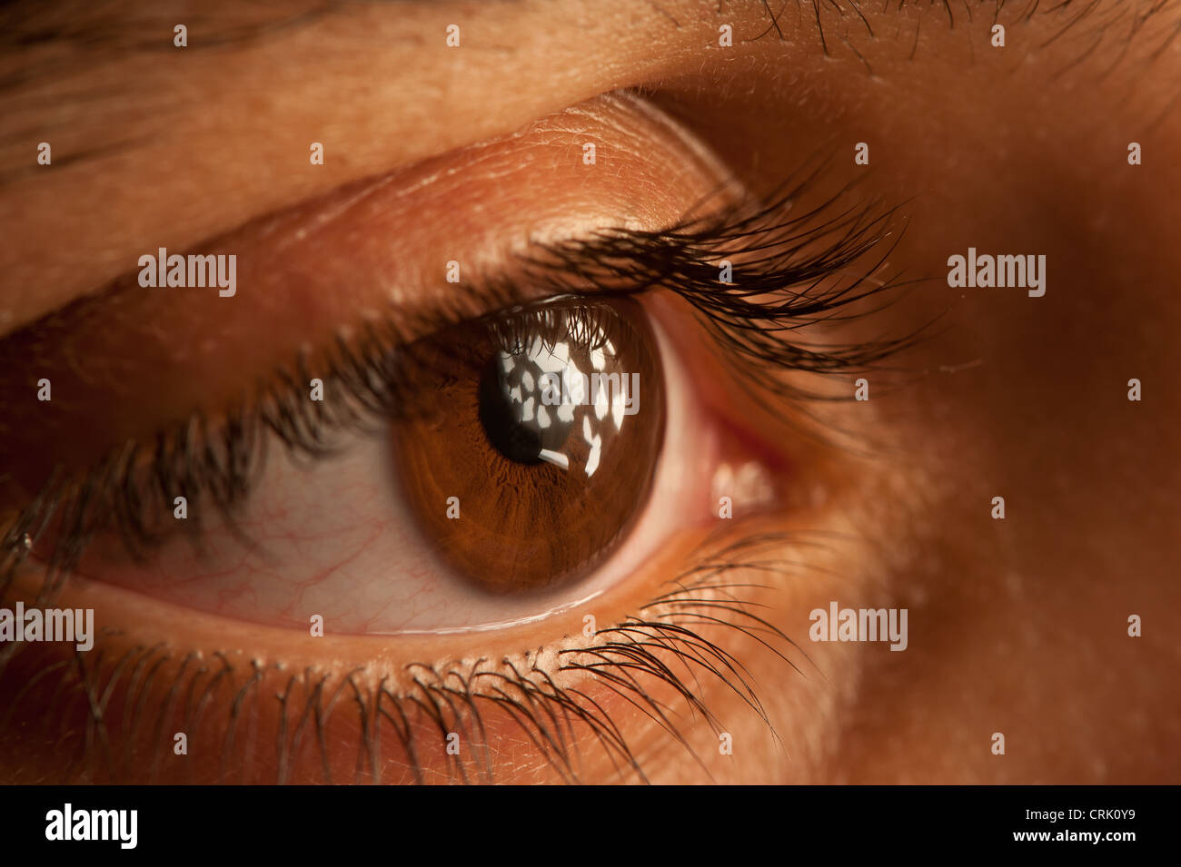 Brown occhio umano close up con struttura dettagliata della pupilla iride palpebra ciglia ciglia Foto Stock