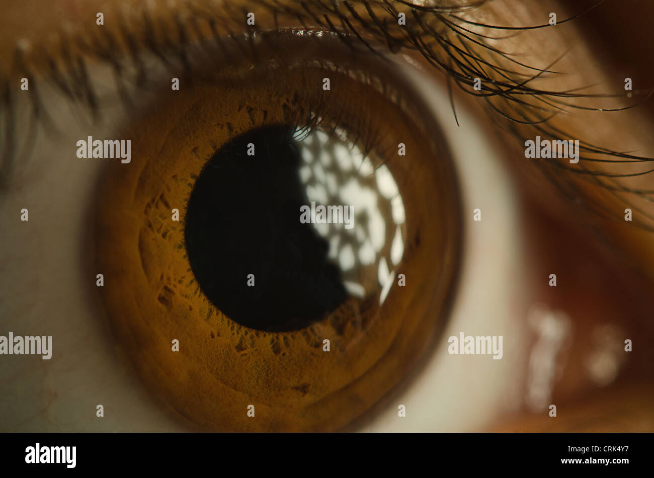 Brown occhio umano close up con struttura dettagliata della pupilla iride palpebra ciglia ciglia Foto Stock