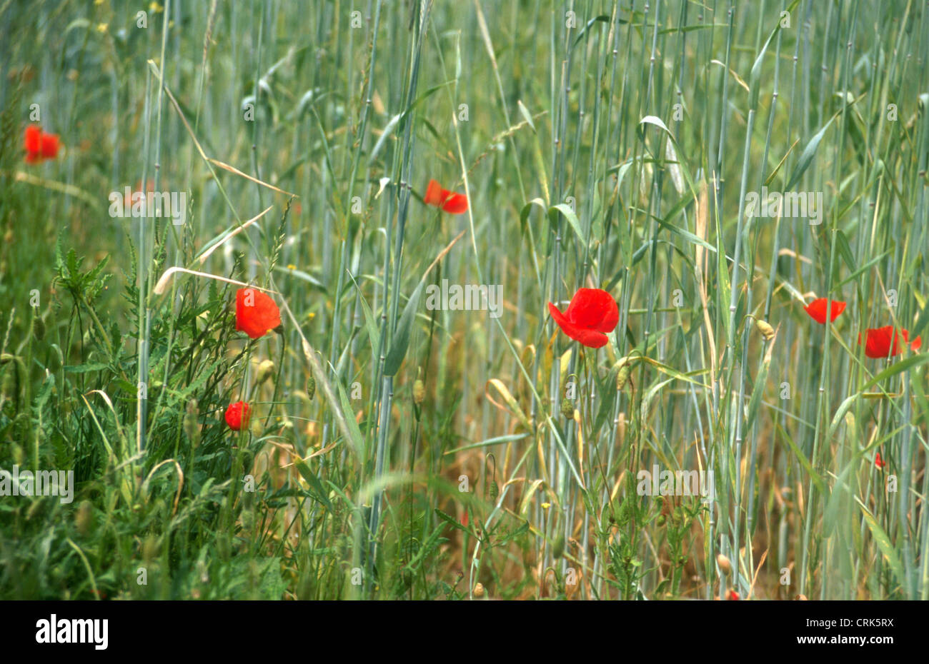 Papaveri rossi in un Cornfield Foto Stock