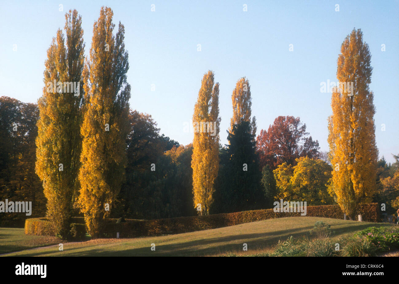 Lasciava autunnali alberi in Berlin Giardino Botanico Foto Stock