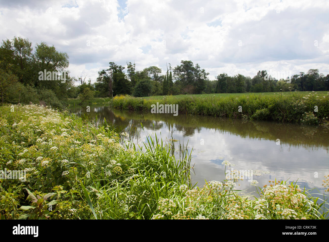 Fiume Mole passando attraverso il paesaggio a Cobham - Surrey - REGNO UNITO Foto Stock