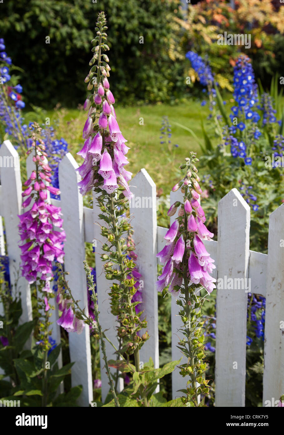 Digitalis Foxglove fiori da White Picket Fence Foto Stock