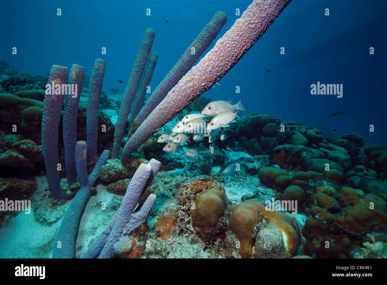 Coralreef con i dentici di mogano e una spugna grande nel Mar dei Caraibi intorno a Bonaire. Foto V.D. Foto Stock