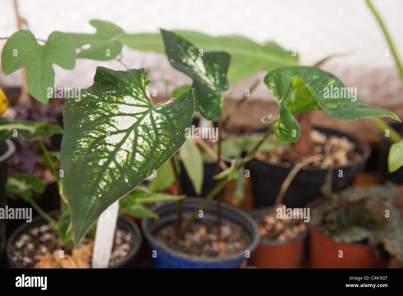 Foglia di Caladium dettaglio Foto Stock