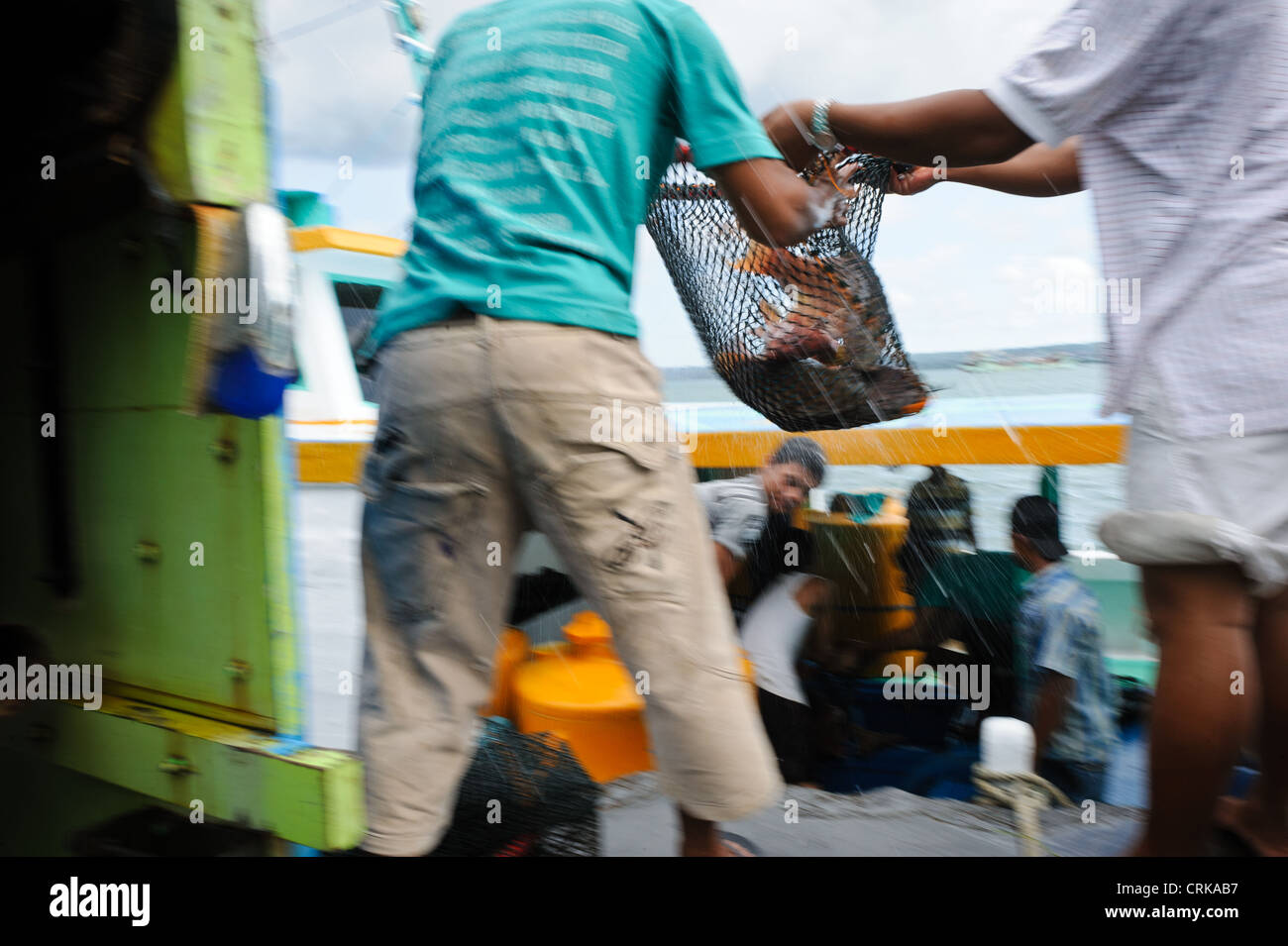 Vivere il raggruppatore viene scaricato da una barca al porto di Benoa Bali, Indonesia. Foto Stock