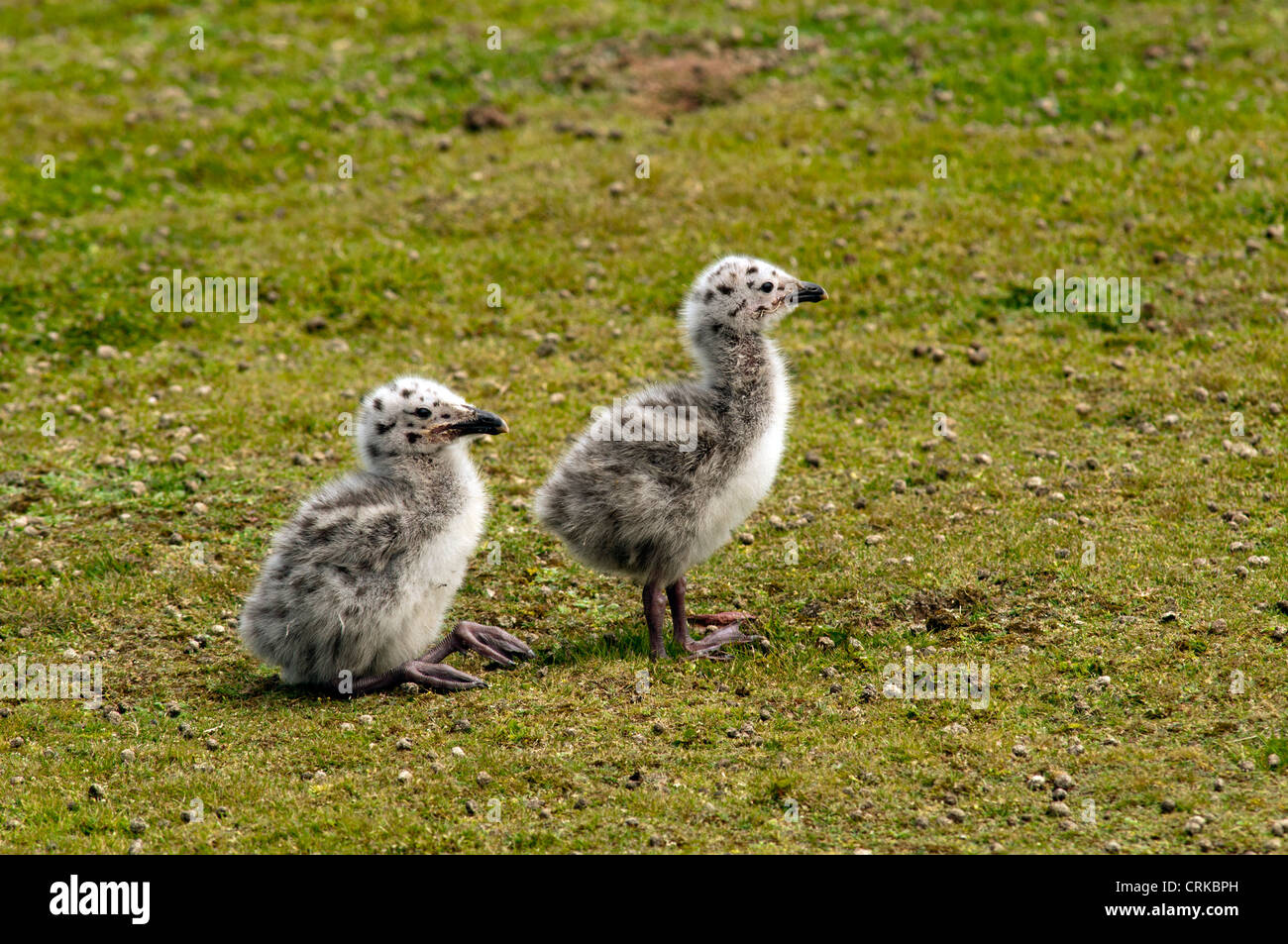 Due giovani aringhe pulcini di gabbiano su Skokholm island REGNO UNITO Foto Stock