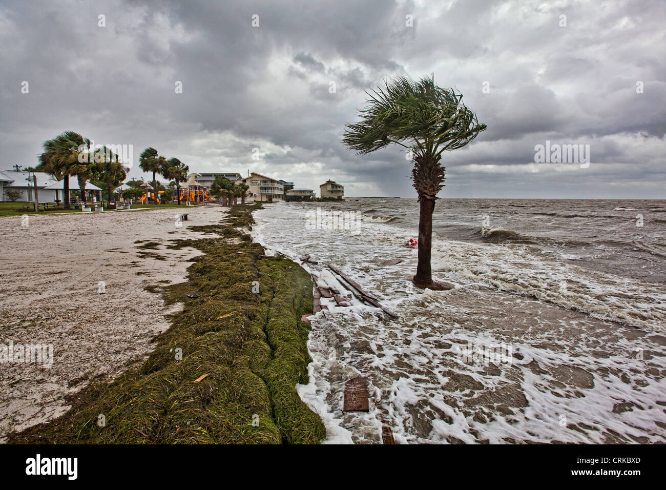 Linea spessa di alghe marine lavato fino lungo la spiaggia pubblica in Cedar Key Florida per la tempesta tropicale Debby Foto Stock