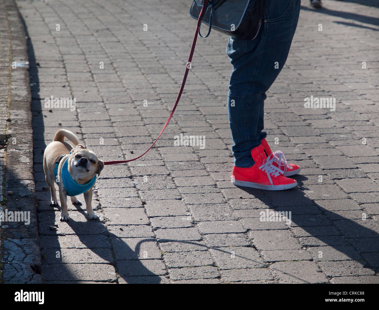 Dog-camminando lungo Brighton Seafront Foto Stock