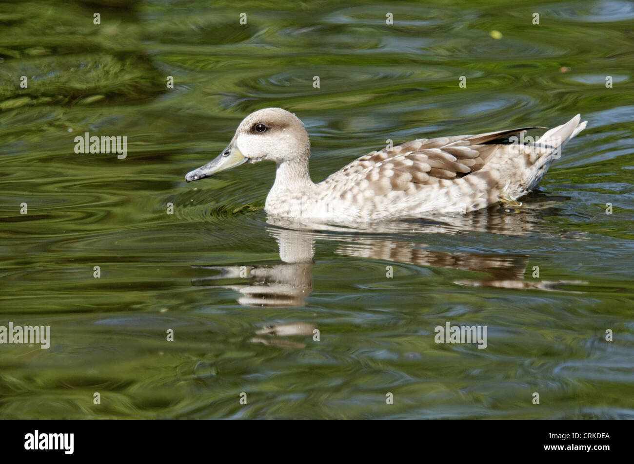 Pavimento in marmo Teal a Martin semplice Foto Stock