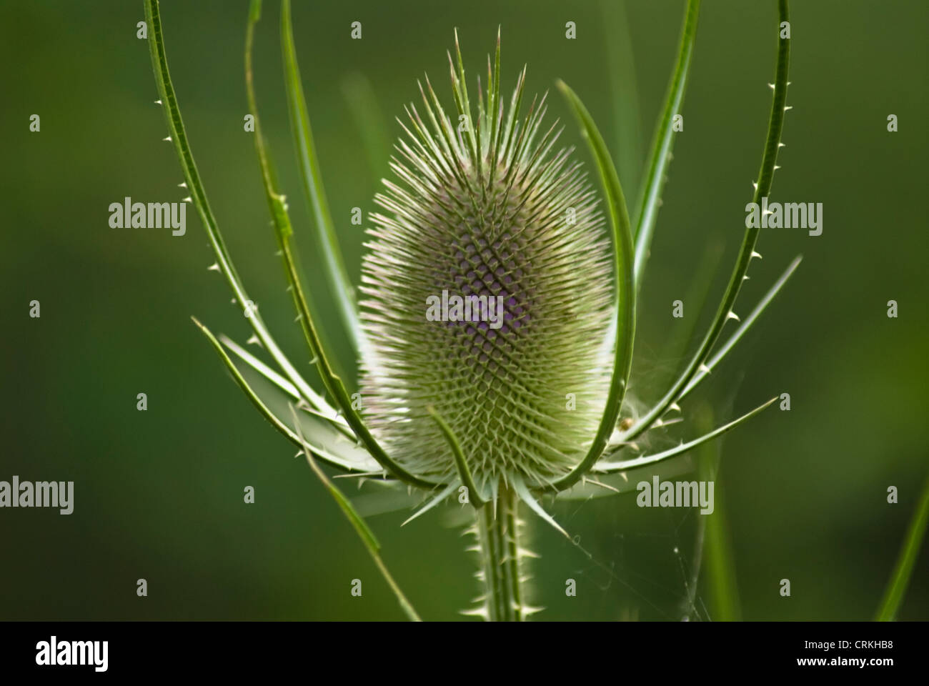 Dipsacus fullonum, Teasel Foto Stock