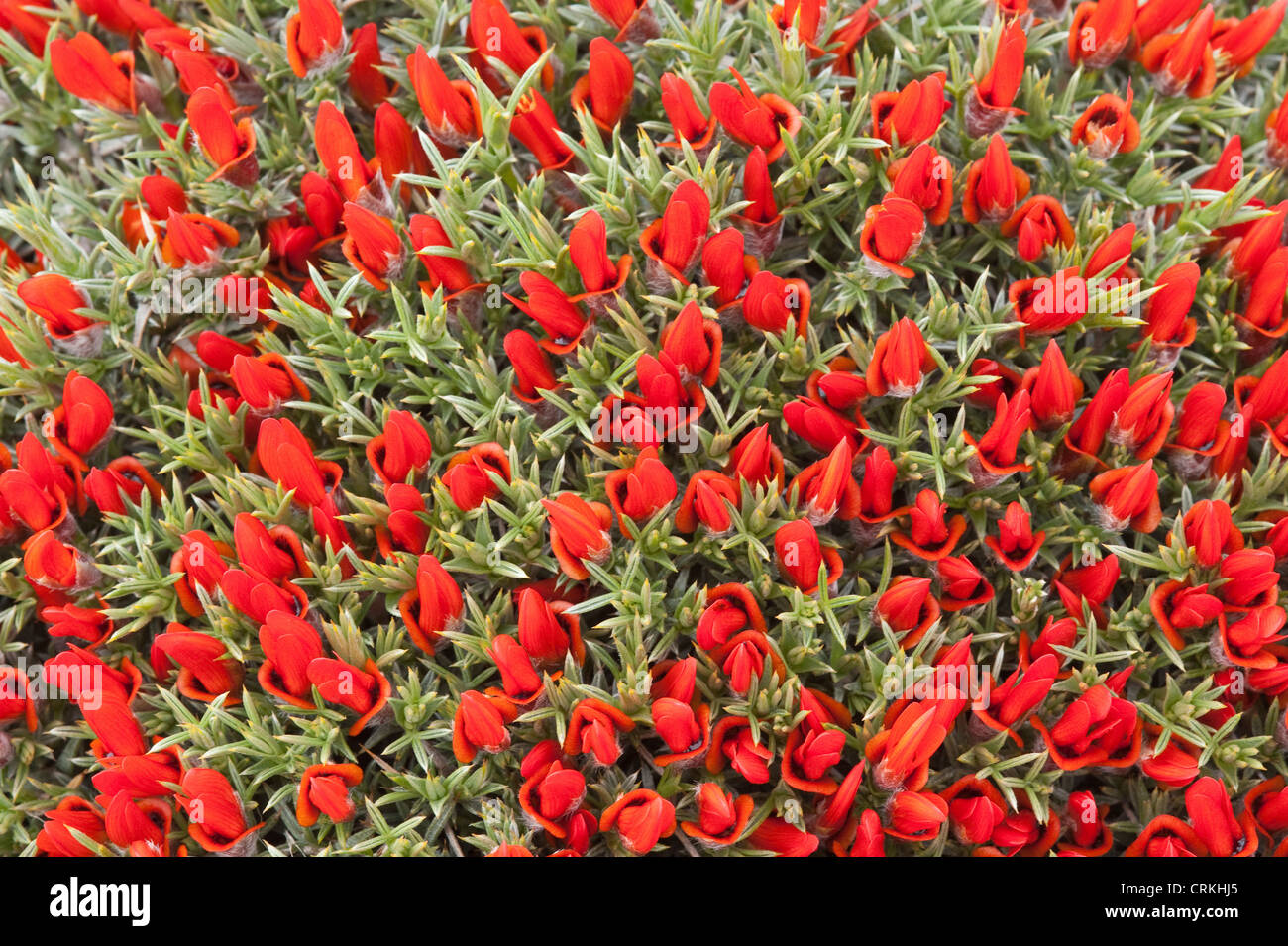 Guanaco bush o lingua di fuoco (Anarthrophyllum desideratum) cresce nel deserto o semi-deserto habitat di steppa Santa Cruz Provincia Foto Stock