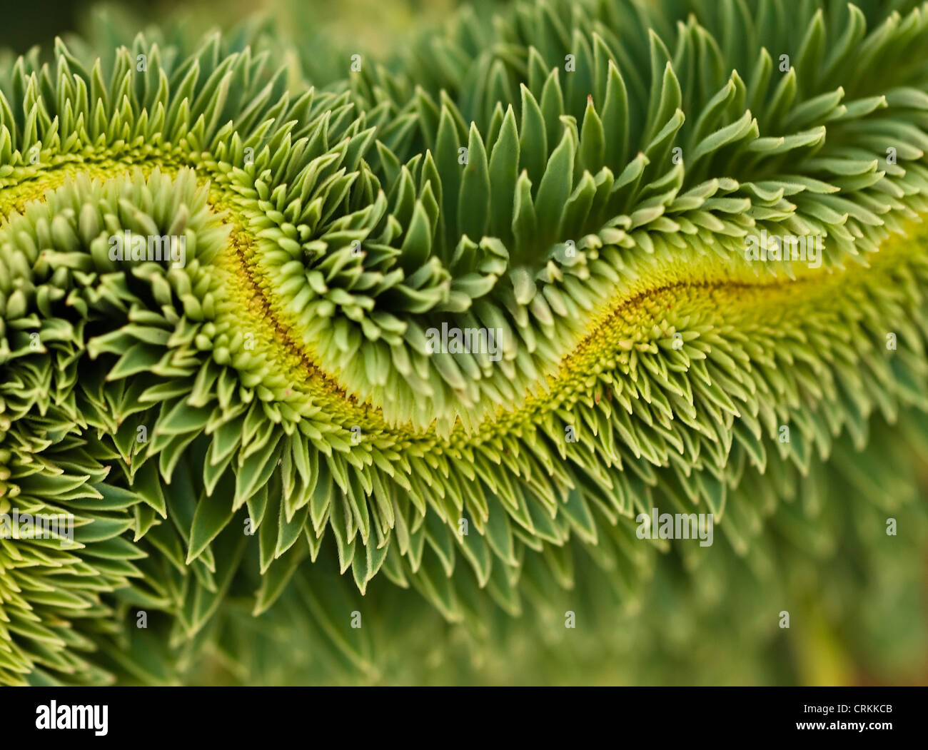 Euphorbia, Euforbia Foto Stock