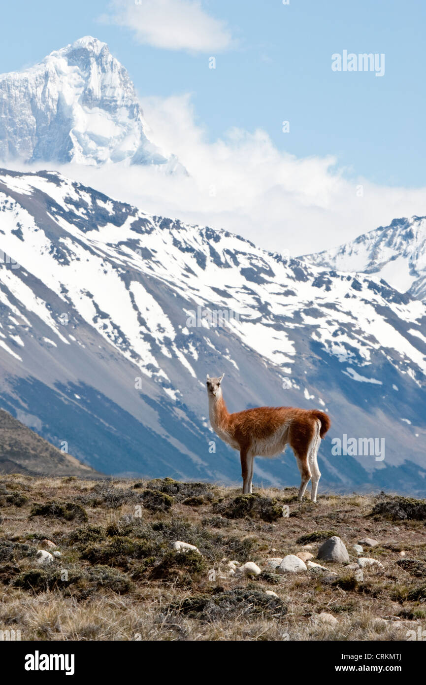 Guanaco (Lama guanicoe) in piedi Perito Moreno Parco Nazionale di Santa Cruz provincia argentina Sud America novembre Foto Stock