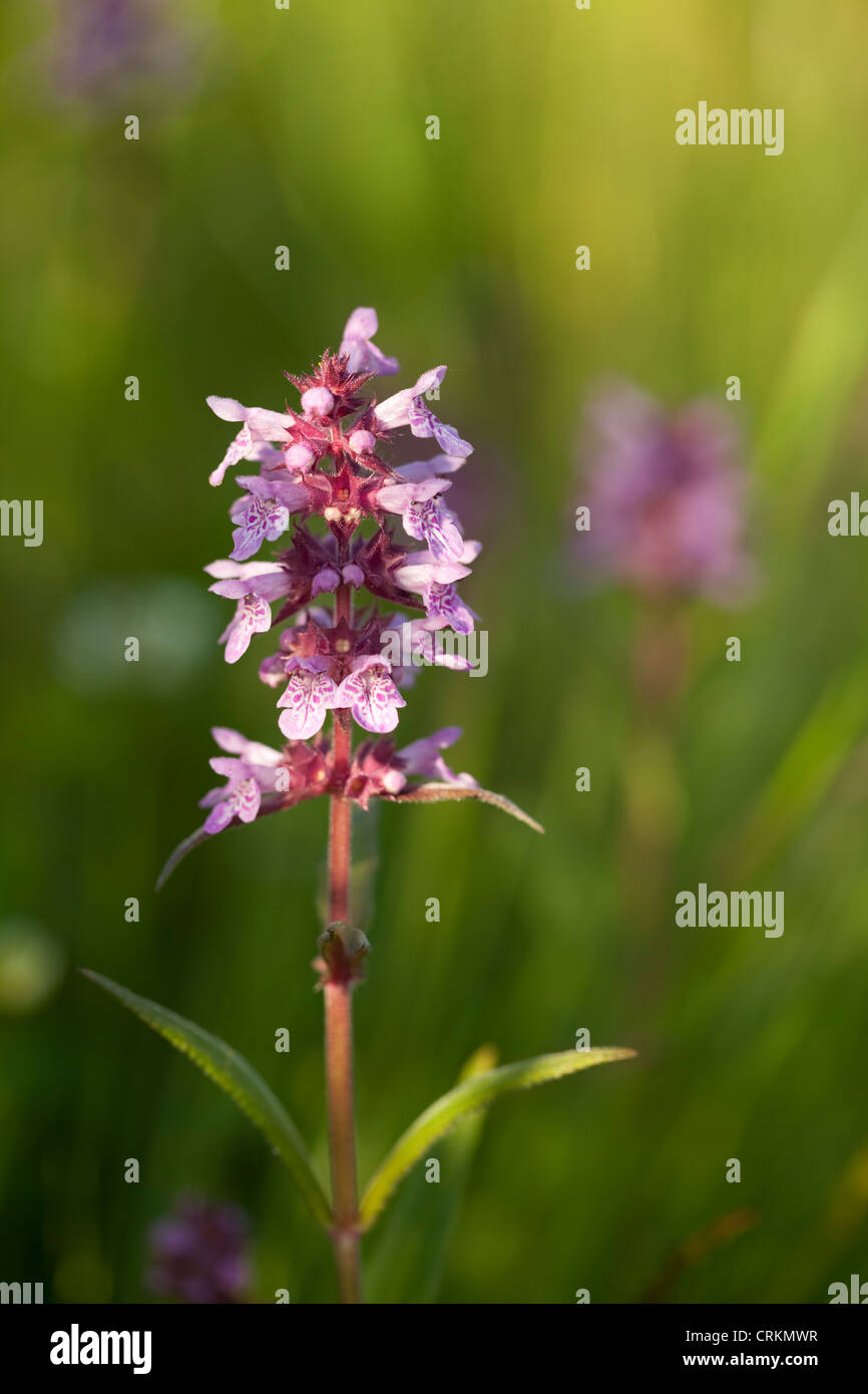 Piccolo fiore viola (Dactylorhiza maculata) come sfondo Foto Stock
