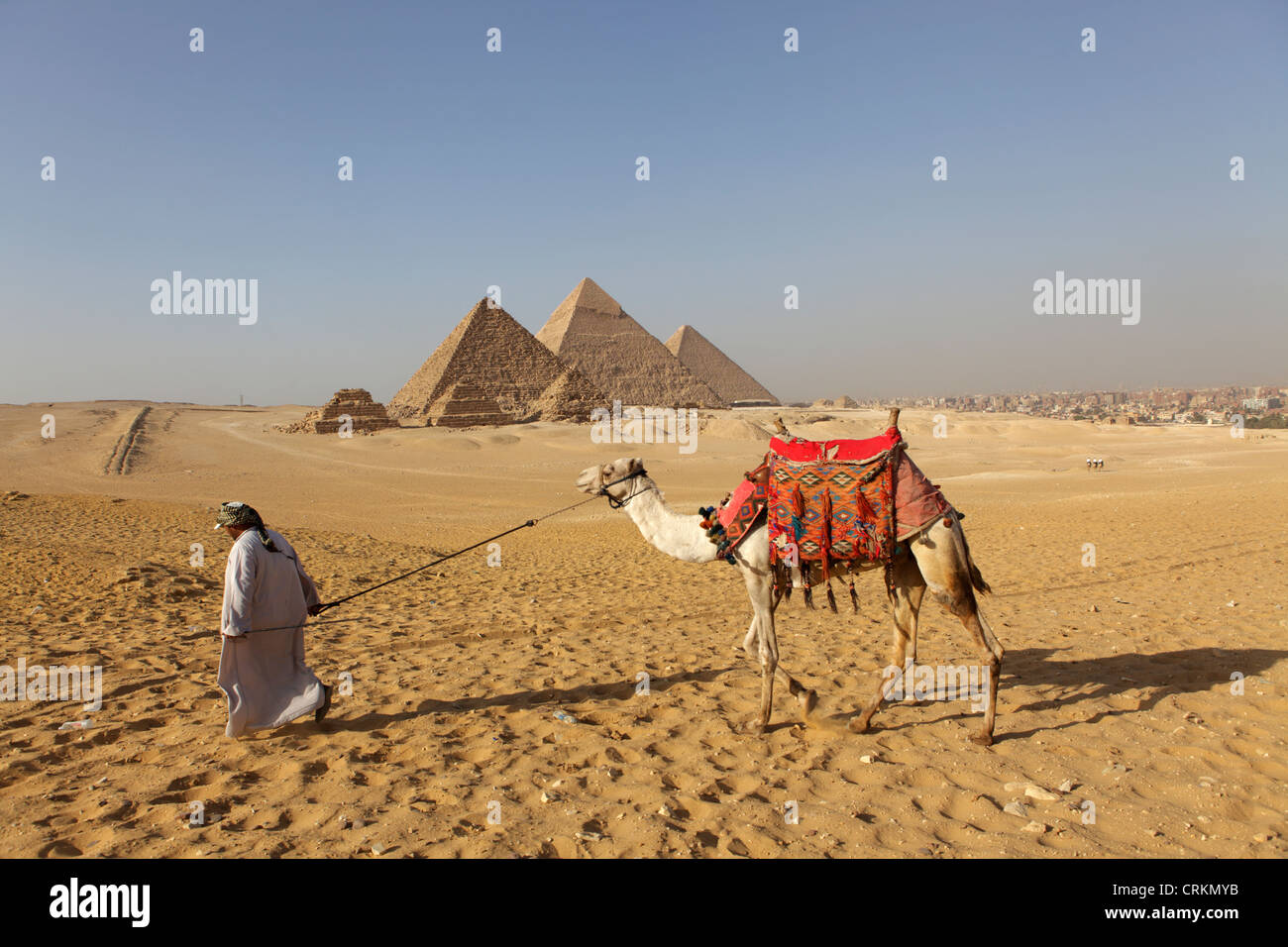 A dorso di cammello al complesso della Piramide di Giza in Egitto Foto Stock