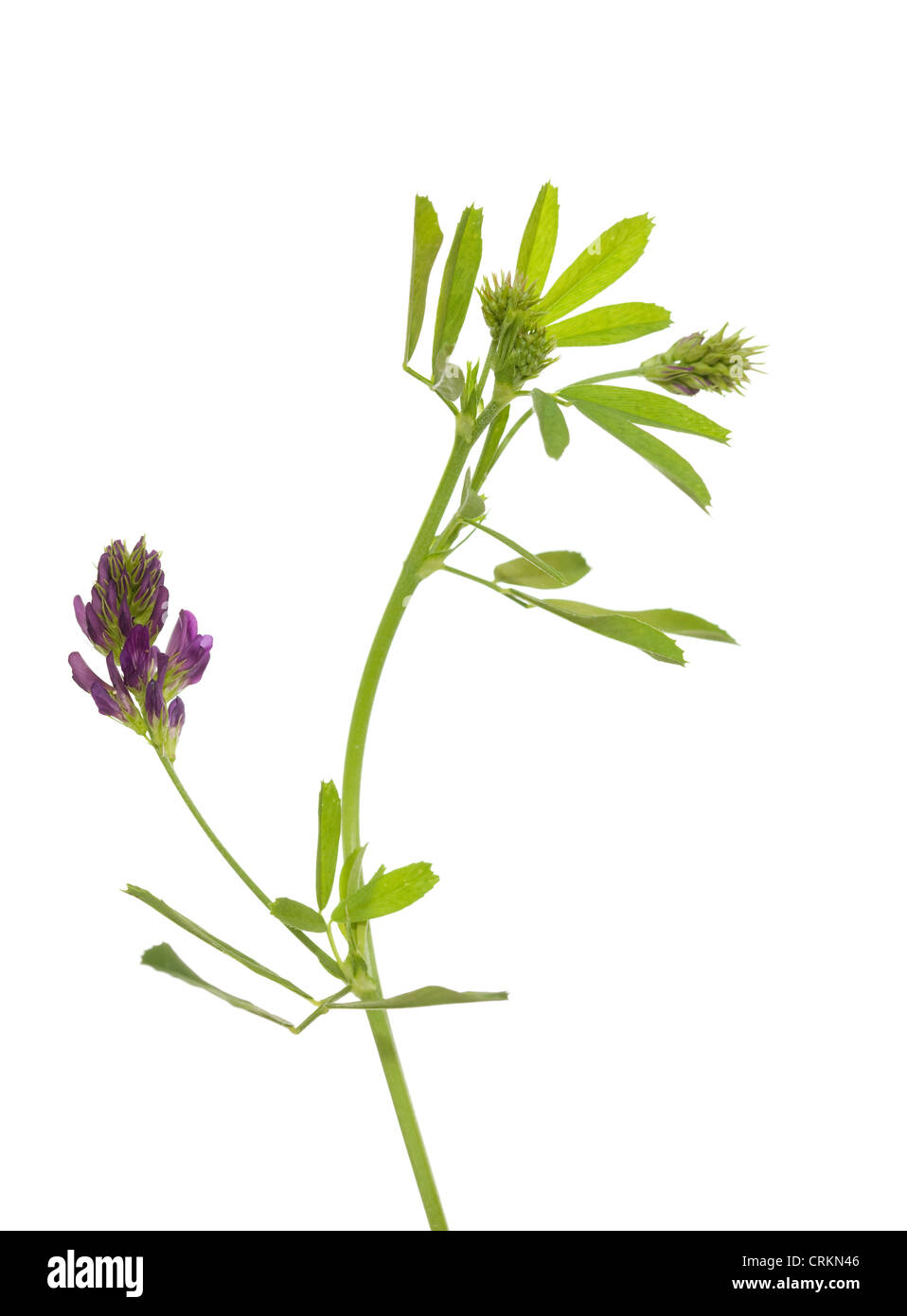 Unico fiore erba medica (Medicago sativa) su sfondo bianco Foto Stock