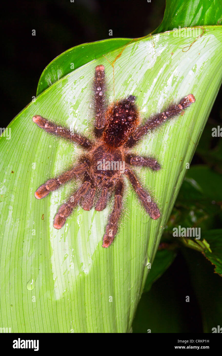 Tarantula su una foglia nella foresta pluviale sottobosco, Ecuador Foto Stock
