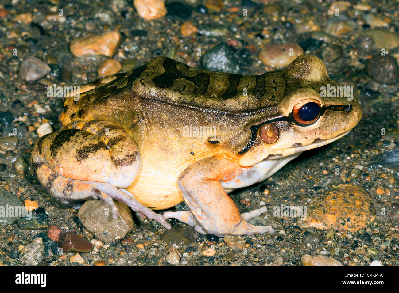 Knudsen's Bullfrog (Leptodactylus knudseni) da orientale dell'Ecuador Foto Stock