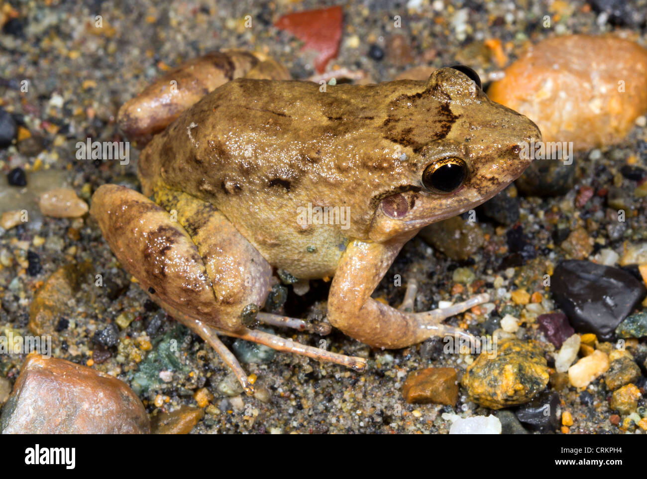 Vanzolini's Amazon Frog (Leptodactylus discodactylus) Foto Stock