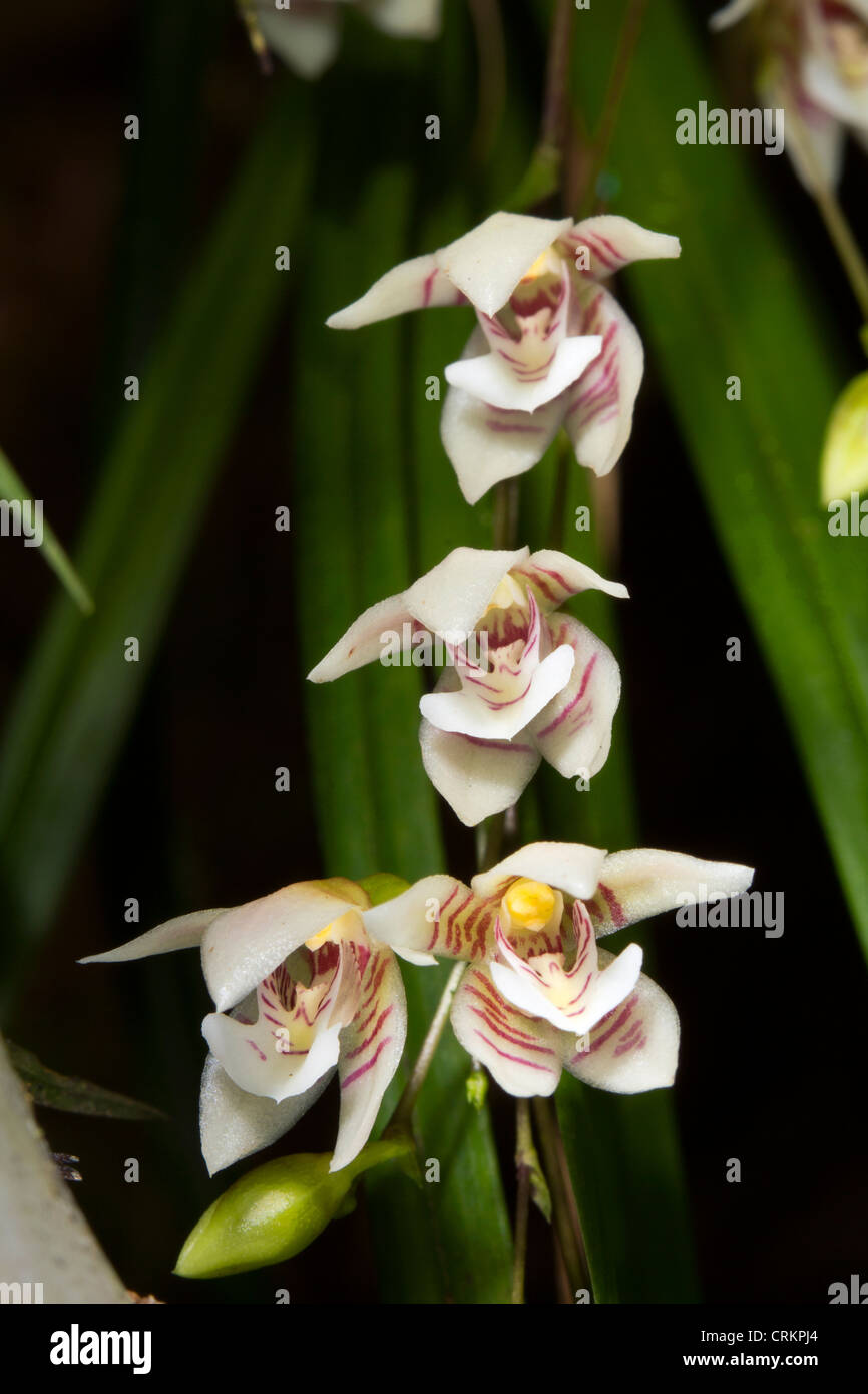 Orchid dalla foresta pluviale nella parte orientale dell'Ecuador - Koellenstenia graminea Foto Stock
