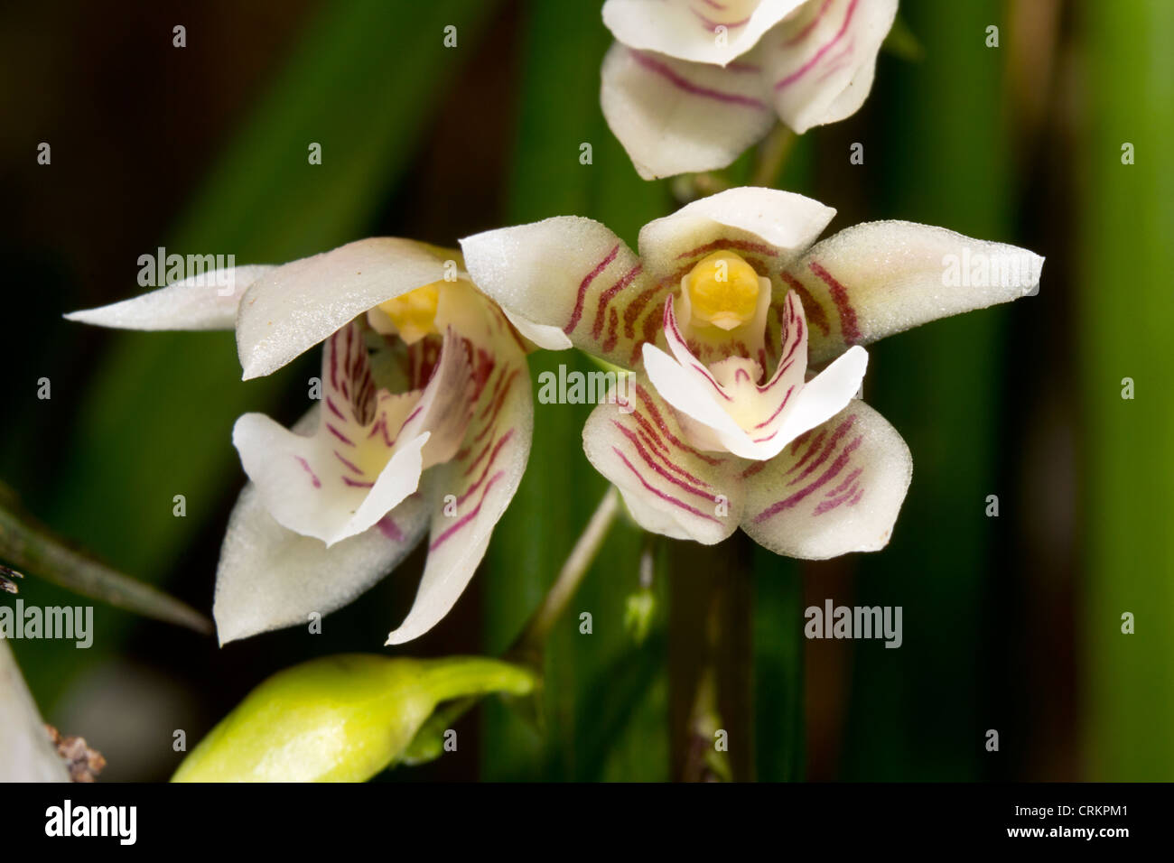 Orchid dalla foresta pluviale nella parte orientale dell'Ecuador - Koellenstenia graminea Foto Stock