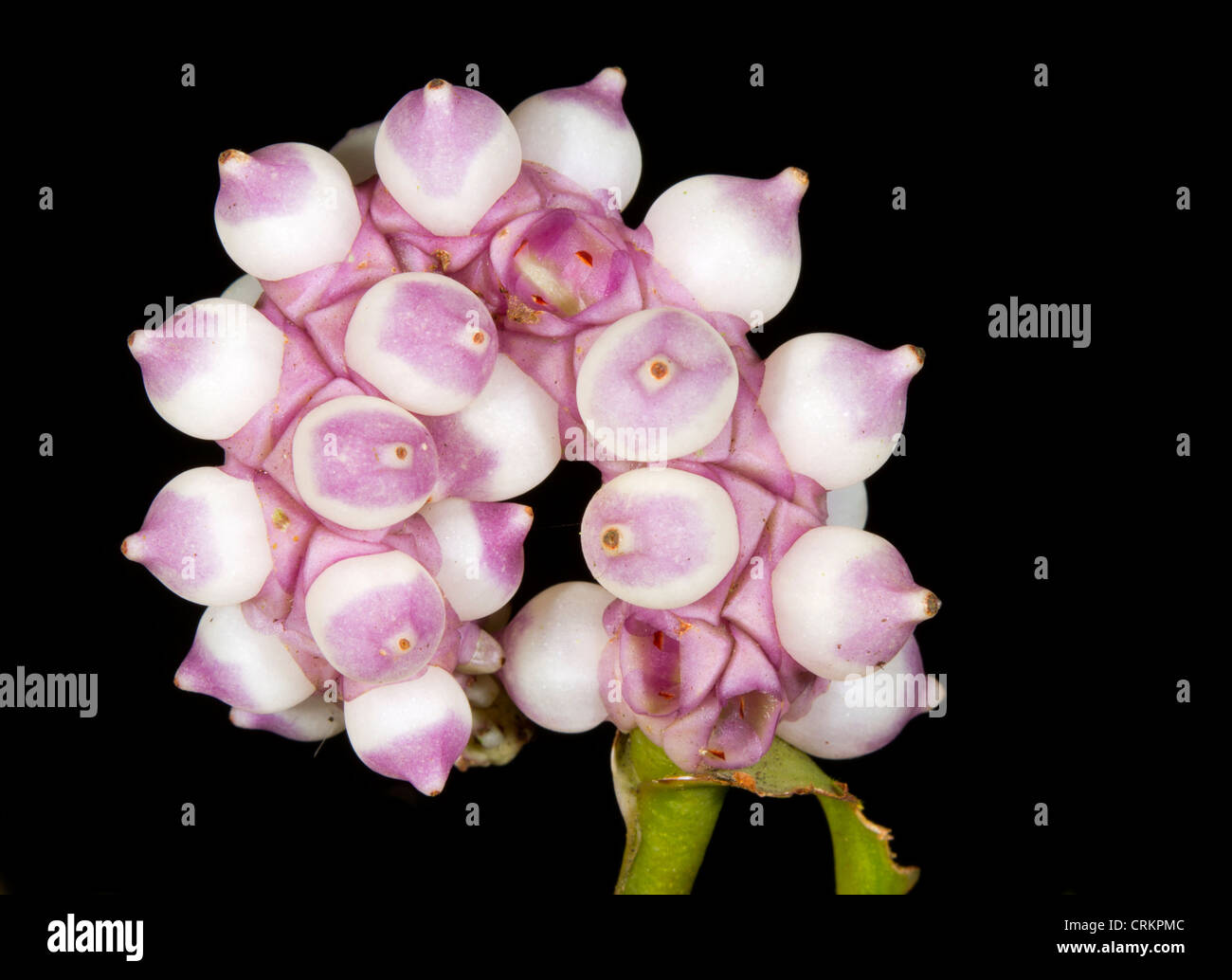 Frutti maturi su un fiore Anthurium spike crescente nella foresta pluviale tropicale, Ecuador Foto Stock