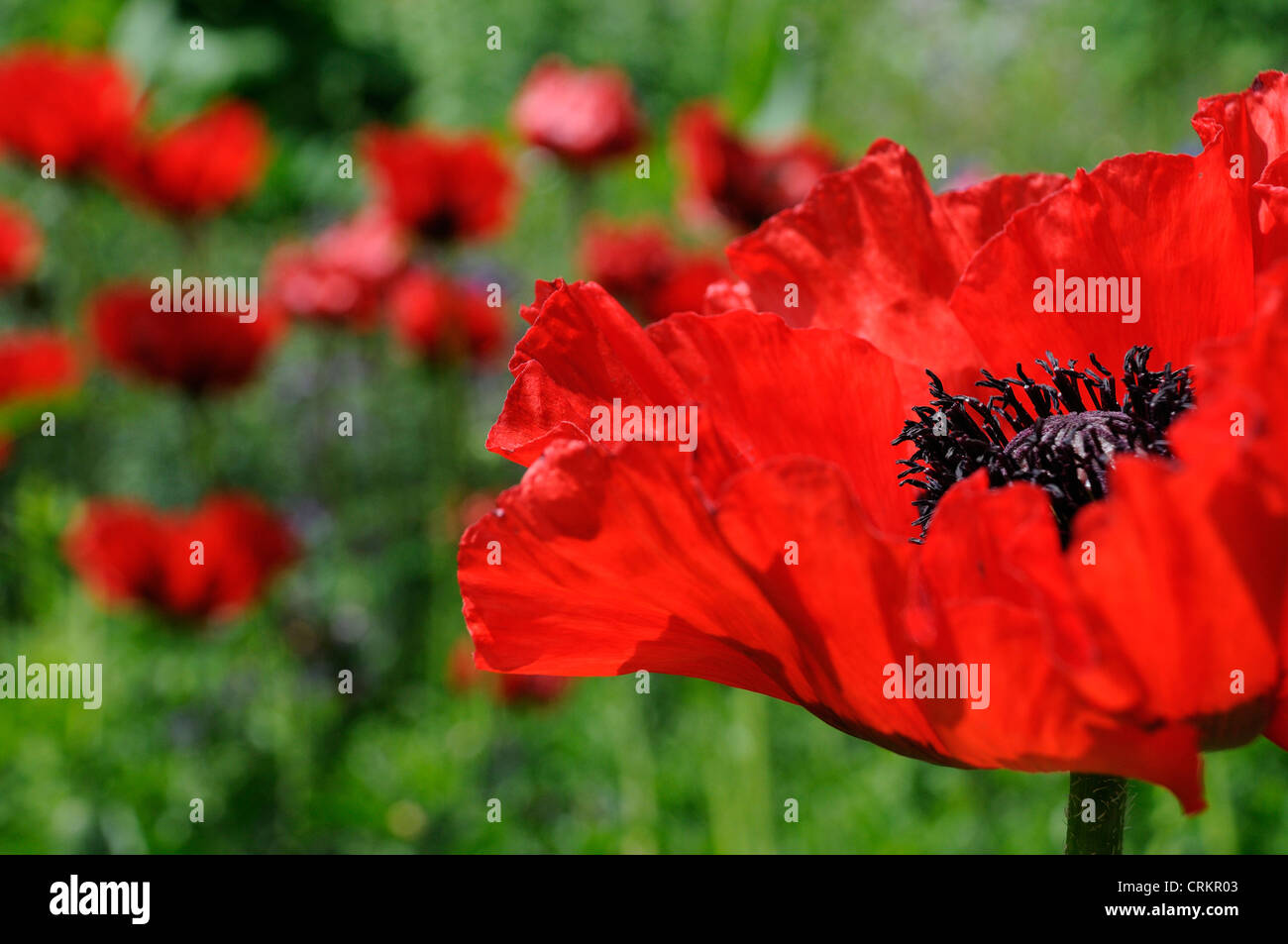 Papaver orientale, papavero, papavero orientale Foto Stock