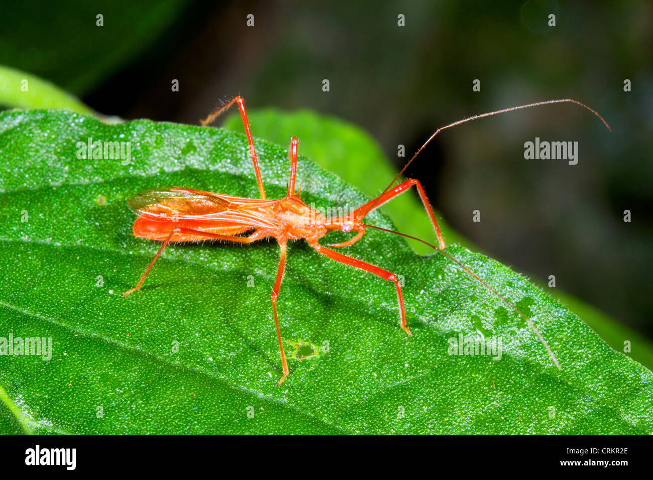 Assassin Bug. Su una foglia nella foresta pluviale, Ecuador Foto Stock