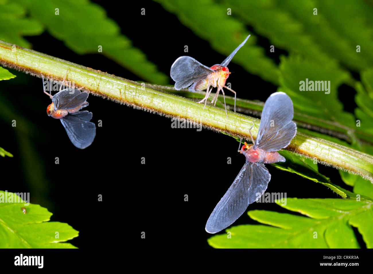 Lunga impianto alato bugs (Hemiptera) su una foglia di felce nella foresta pluviale, Ecuador Foto Stock