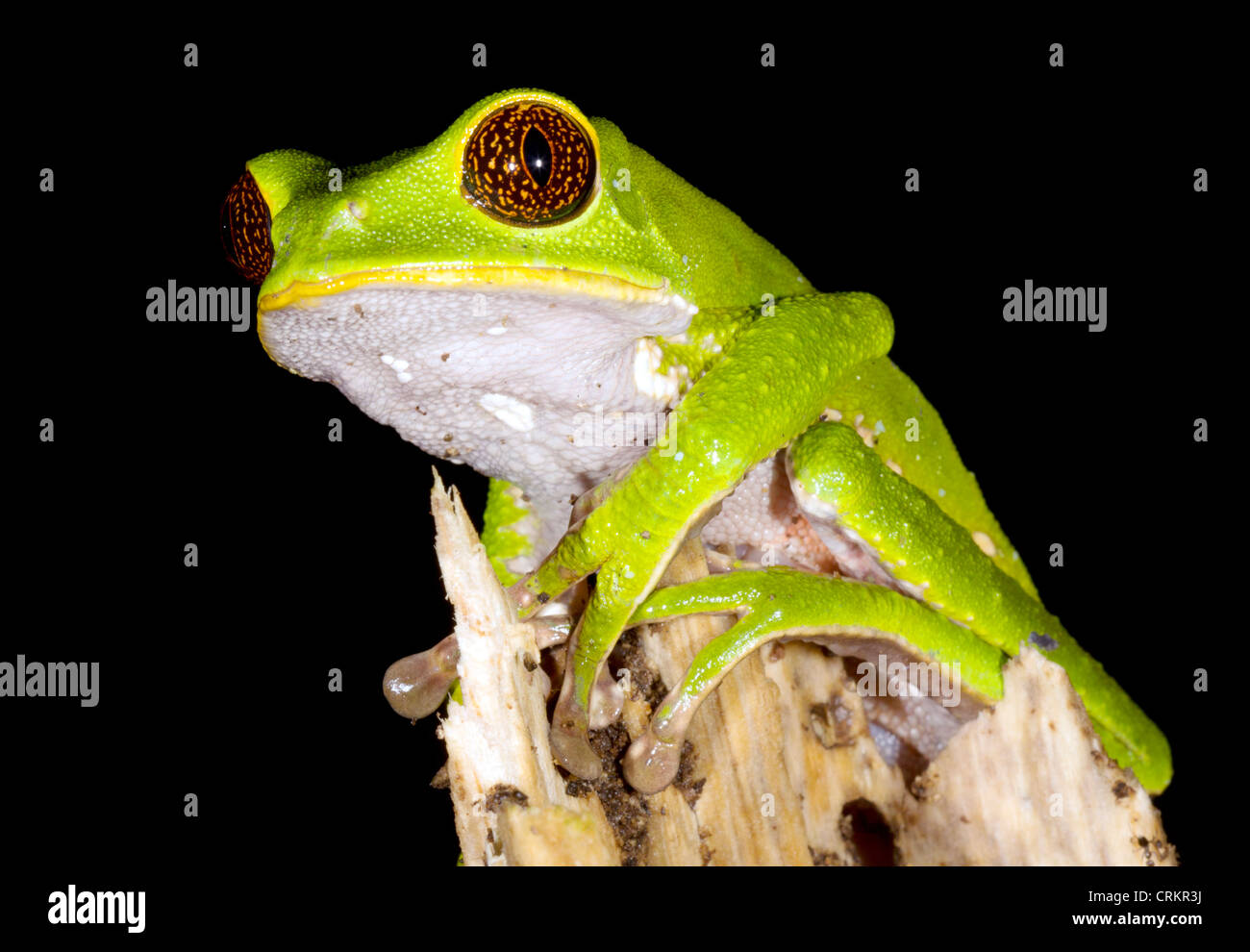 Tarsier scimmia (Rana Phyllomedusa tarsius) nella foresta pluviale tropicale, Ecuador Foto Stock