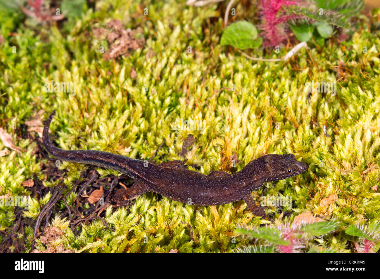 Pseudogonatodes guianensis - una piccola lucertola da Amazon Foto Stock