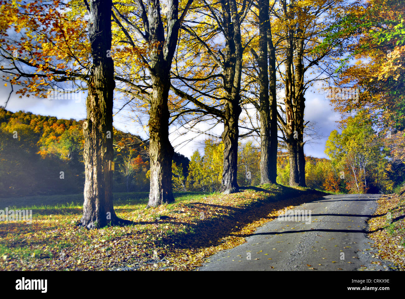 Linea di alberi di acero lungo la strada di ghiaia nelle zone rurali del New England, Vermont USA Foto Stock