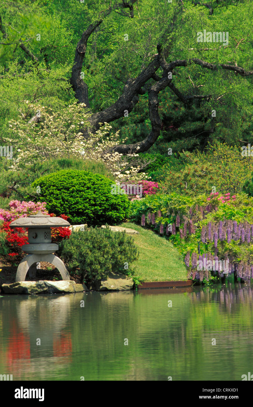 Asian garden con rigogliosi wysteria in corrispondenza del giardino botanico del Missouri, St. Louis USA Foto Stock