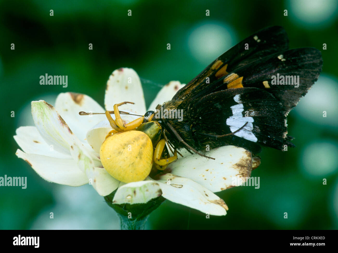 Il ragno granchio catture argento-spotted Skipper butterfly (Epargyreus Clarus) mentre si nasconde in fiore, Missouri USA Foto Stock