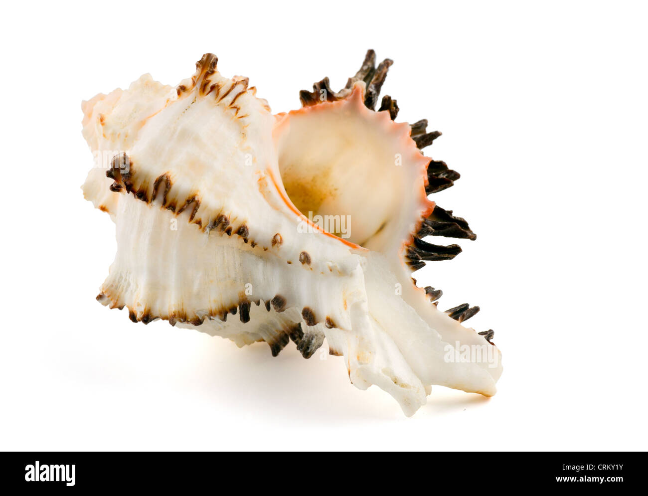 Conchiglia di mare (Murex endivia) isolato su bianco Foto Stock