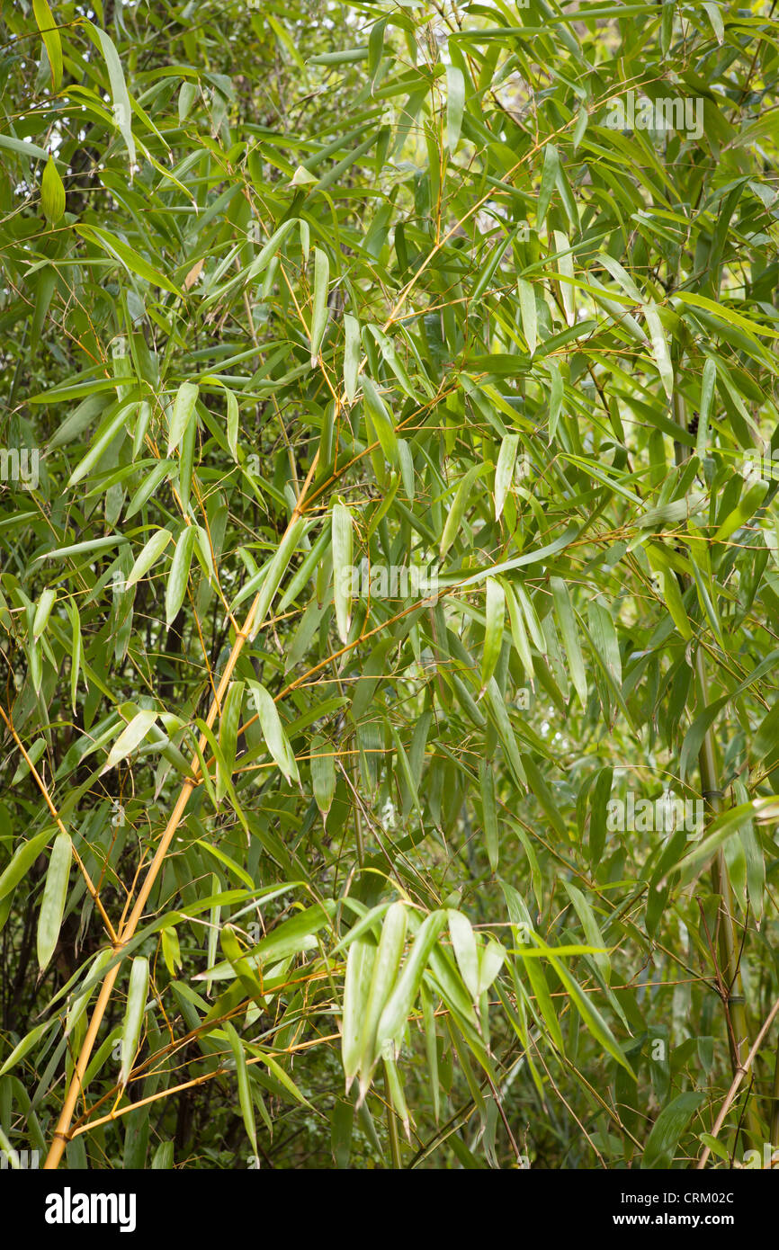 Phyllostachys bambusoides Castillonis "' giallo Culms di bambù Foto Stock