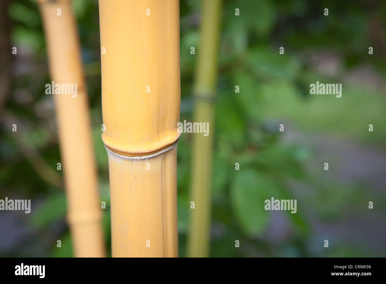 Phyllostachys bambusoides Castillonis "' giallo Culms di bambù Foto Stock