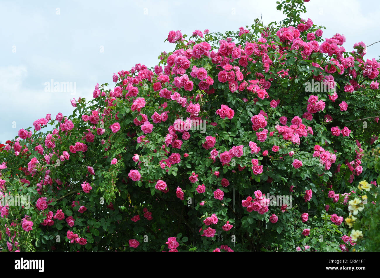 Rose fiorite in giardino dendrologico, Repubblica Ceca su giu 18, 2010. (CTK foto/Zdenek Kiesenbauer) Foto Stock