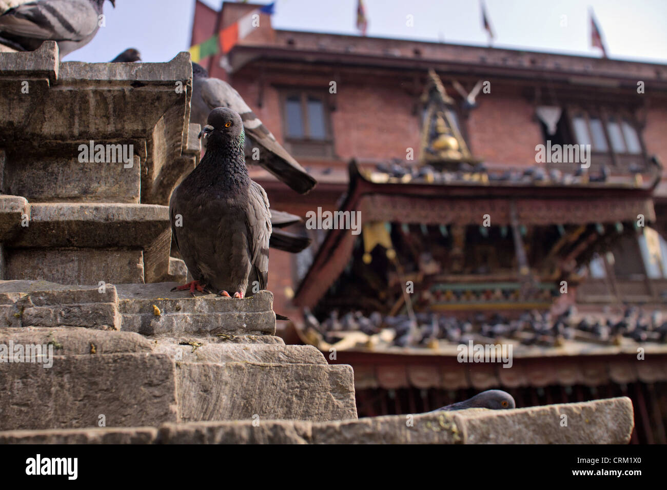 Di Katmandu, tempio complesso. Nella foto in Asia, Nepal, Kathmandu il 30 marzo 2011. (CTK foto/David Tesinsky) Foto Stock