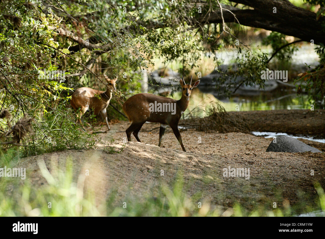 Giovane maschio Bushbuck ( Tragelaphus scriptus ), Foto Stock