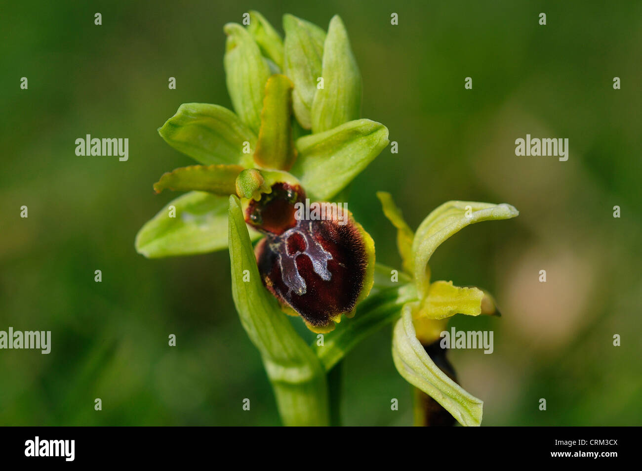 Inizio spider orchid fiore. Dorset, Regno Unito Aprile 2012 ophrys sphegodes Orchidaceae selvaggio fiore primavera perenne Foto Stock