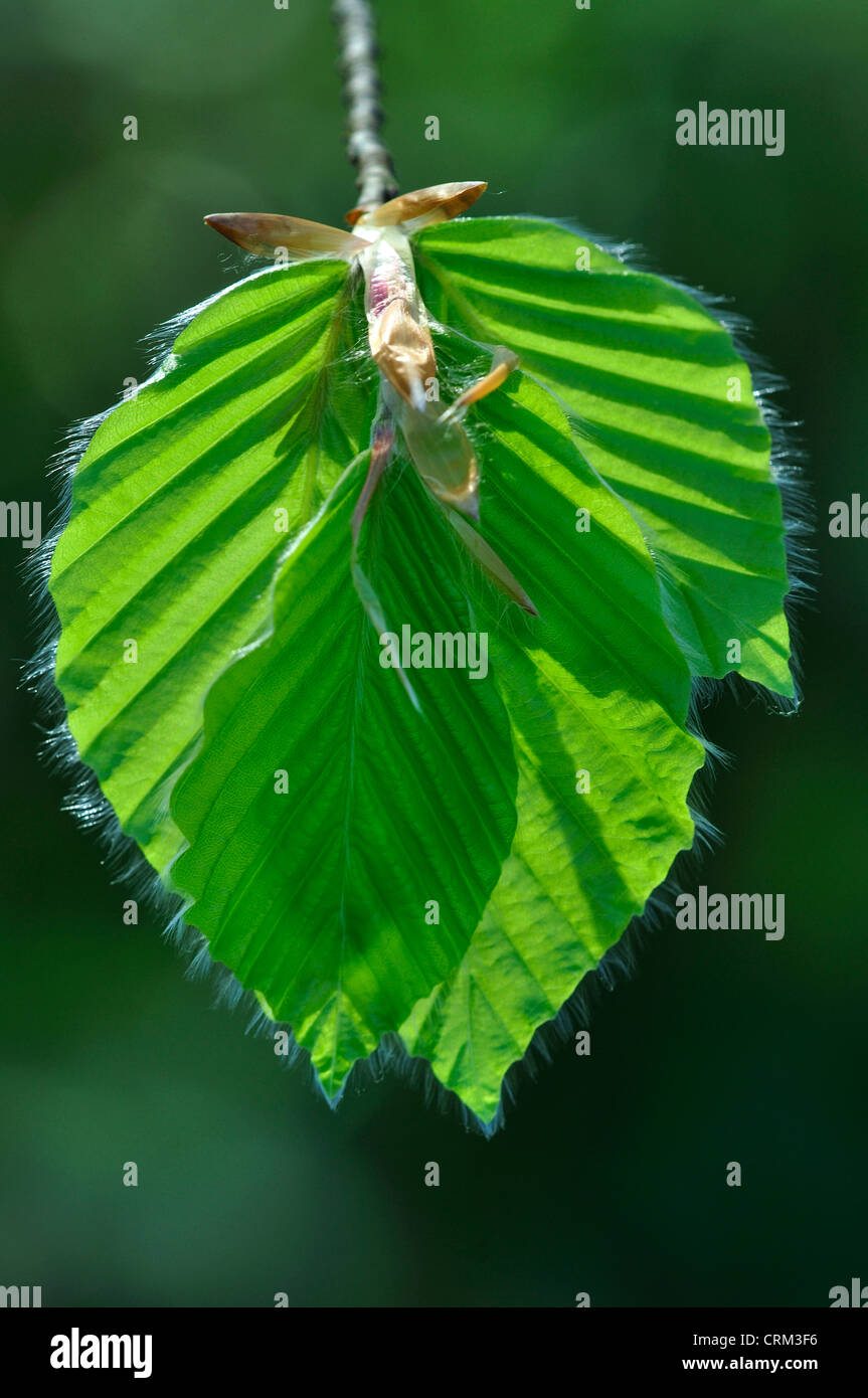 Faggio Fagus sylvatica foglia caduca foglie Foto Stock