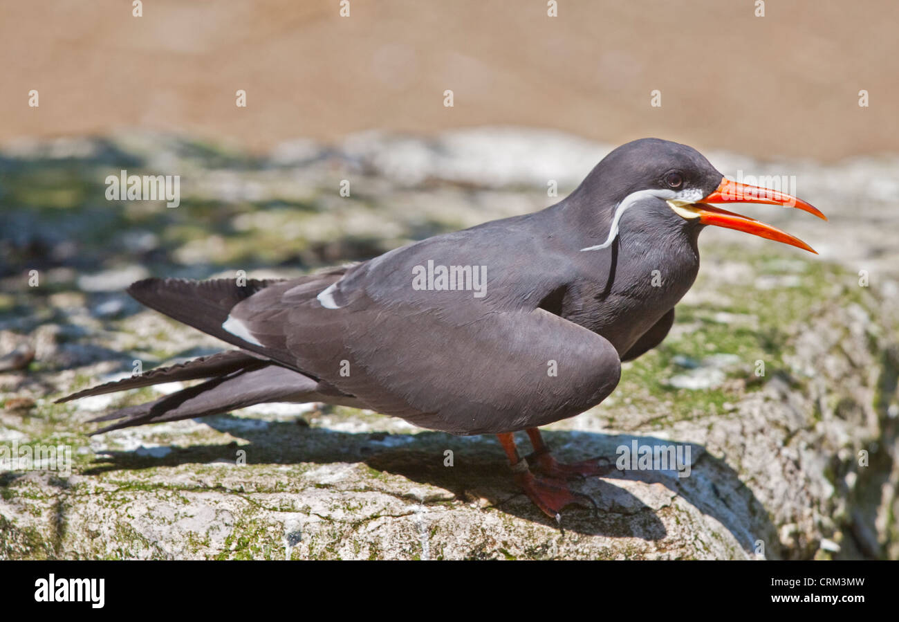 Inca Tern (lasrosterna inca) Foto Stock